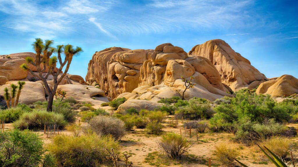 joshua tree featured web 35882588 c27b 4f63 84d6 a6c7e40b8a92